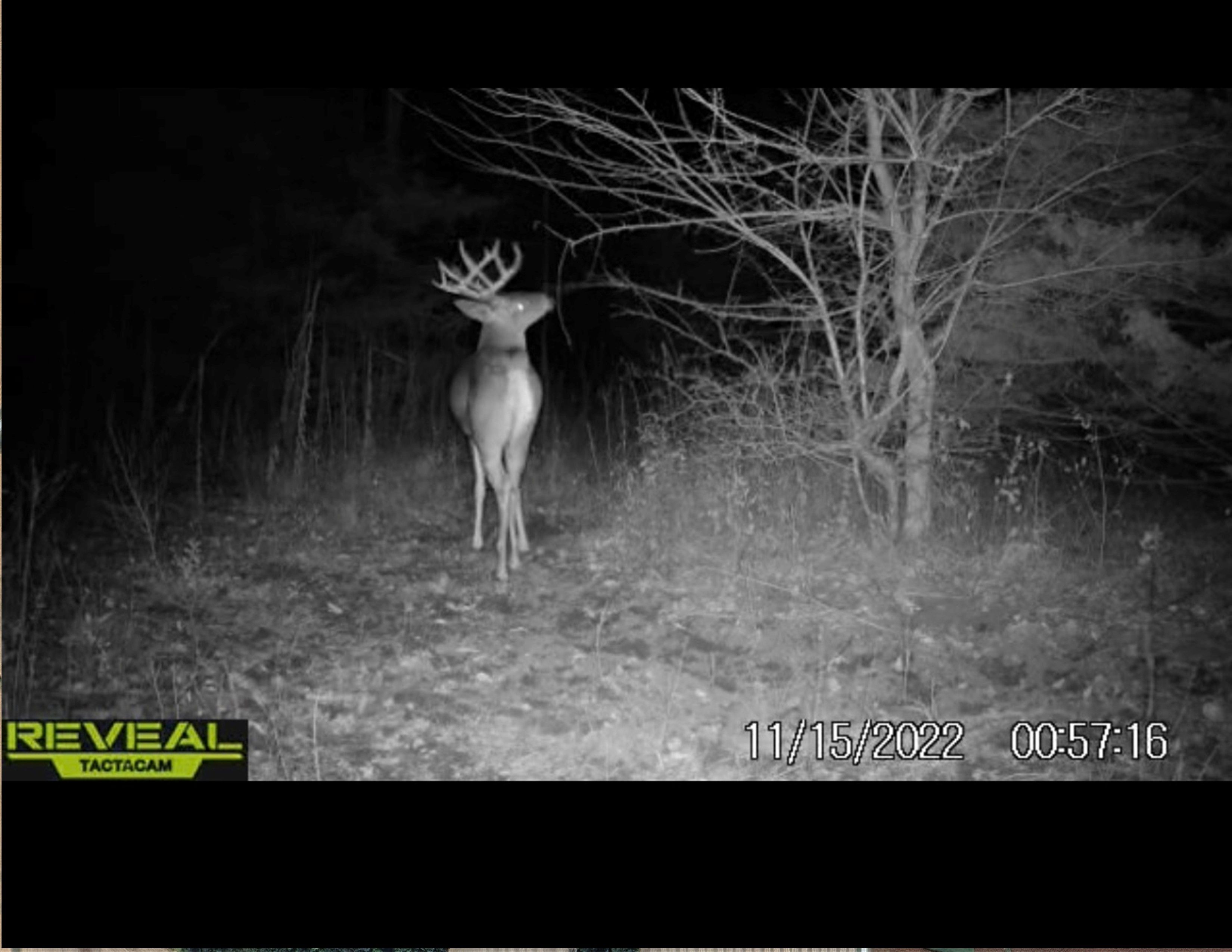 Listing Photo: Deer 1